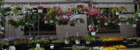 Hanging Pots and Baskets